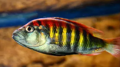 Haplochromis nyererei